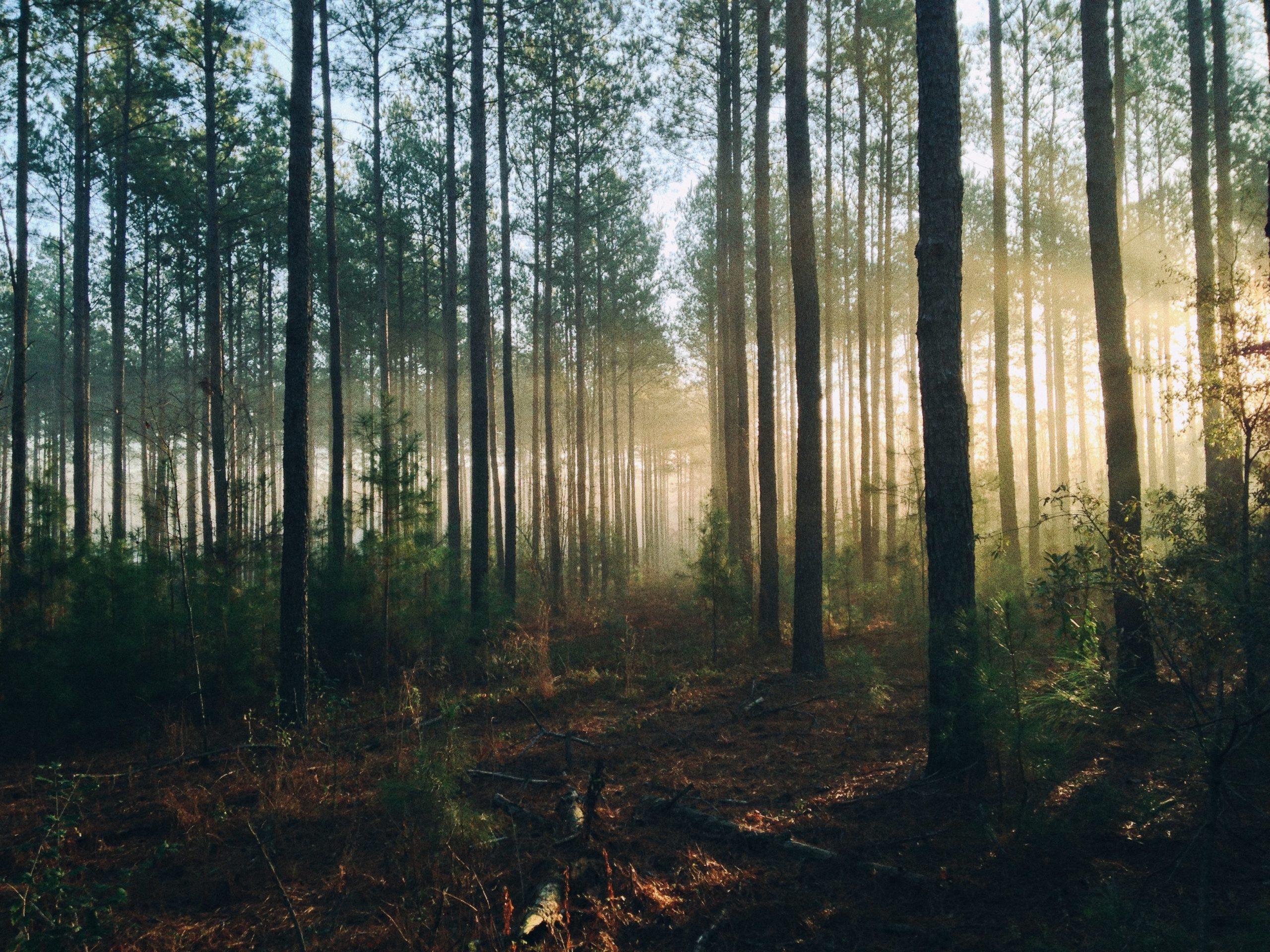 Artikkelin kuva metsästä, jossa auringonvalo paistaa puiden lomasta